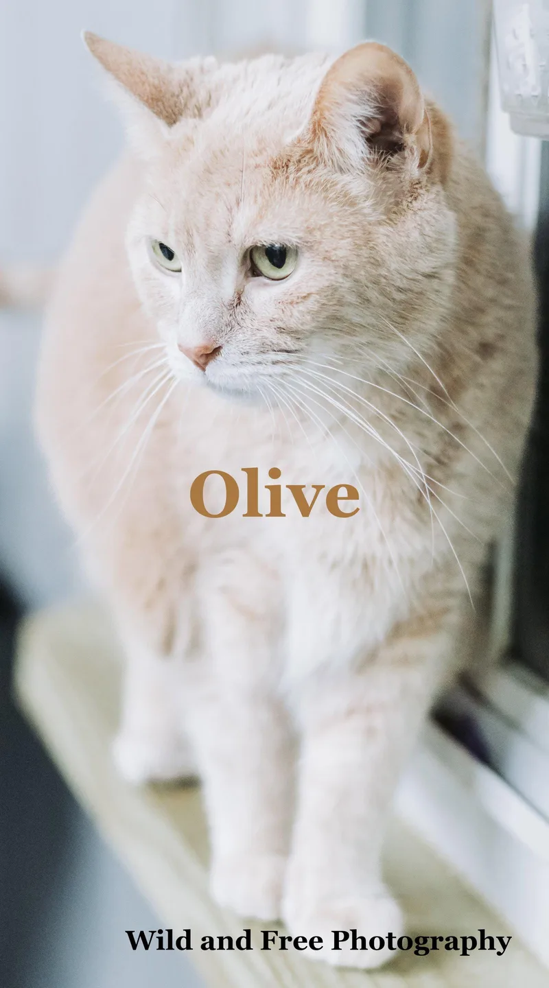 Olive thumbnail 3