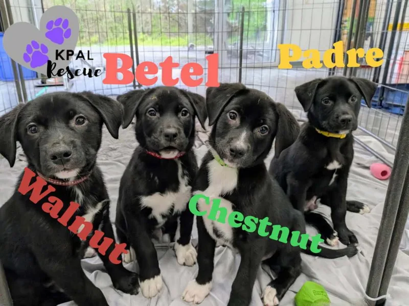 A baby large-sized female Tricolor (Brown, Black, & White) Mixed Breed dog named Chestnut Nuts Litter for adoption in Kenai, AK