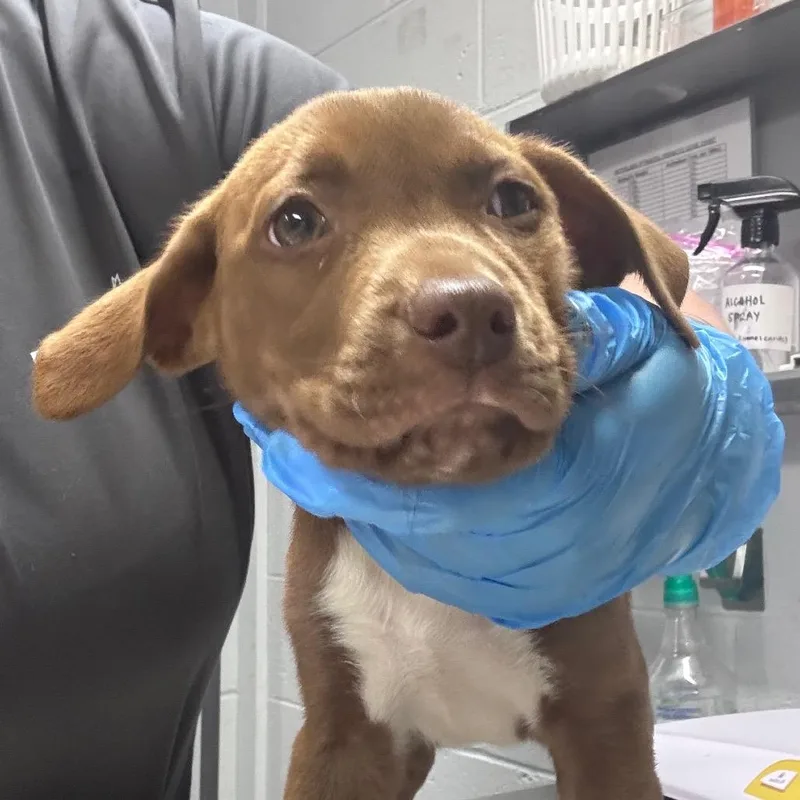 A baby small-sized male Brown / Chocolate Mixed Breed dog named Freddie for adoption in Summerville, SC