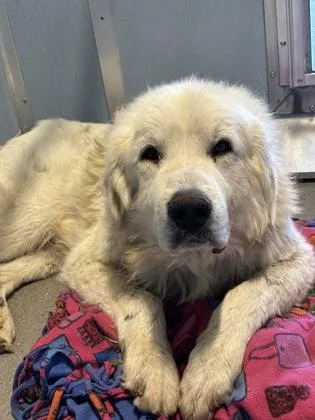 An adult extra large-sized male Great Pyrenees dog named Igor for adoption in Fresno, CA