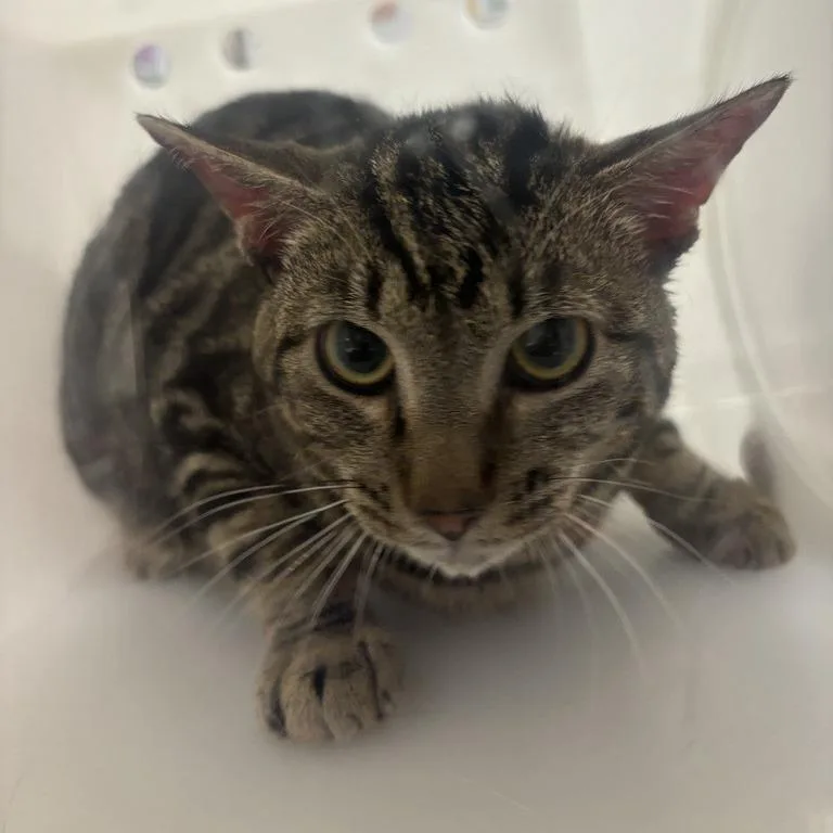 A young medium-sized male Brown / Chocolate Domestic Short Hair cat named Howard for adoption in New York, NY