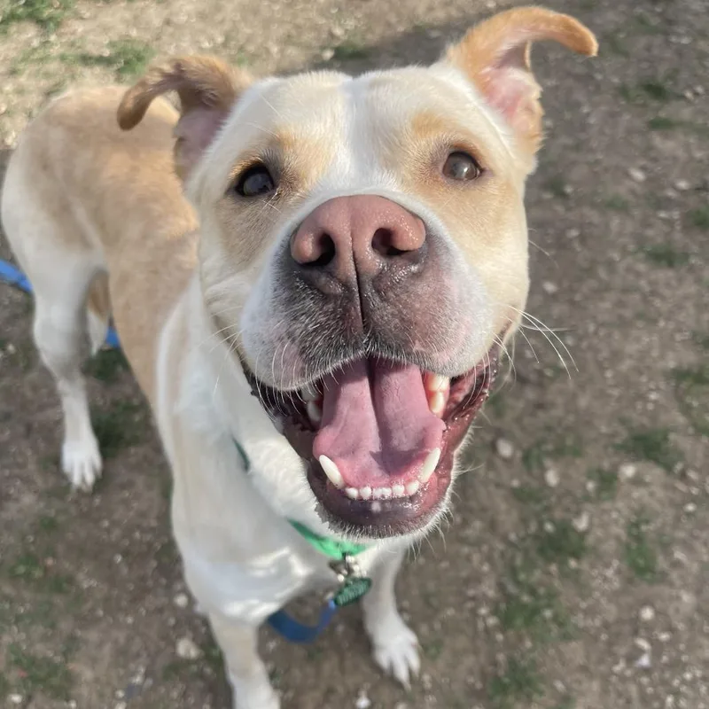 A young small-sized male White / Cream Mixed Breed dog named Leeland for adoption in Shawnee, KS
