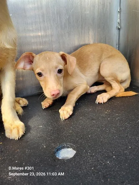 A baby small-sized female Chihuahua dog named Pepper for adoption in San Antonio, TX
