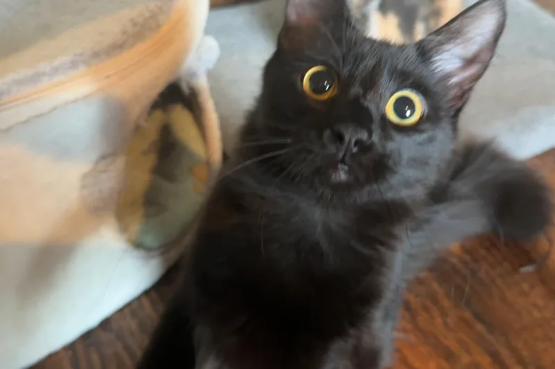 An adult large-sized male Black Domestic Long Hair cat named Vinny for adoption in Wills Point, TX