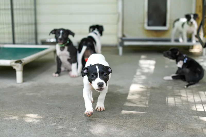 A baby medium-sized female Black Mixed Breed dog named Coconut for adoption in BONIFAY, FL
