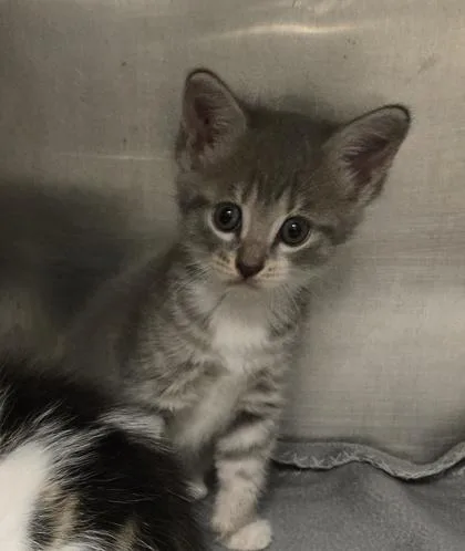 A baby small-sized female Domestic Short Hair cat named Sweetheart for adoption in Gainesville, FL