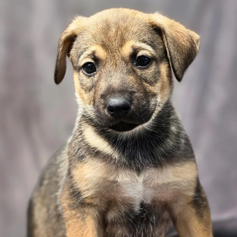 A baby large-sized male Shepherd dog named Chicago Pup  Cougars for adoption in San Diego, CA