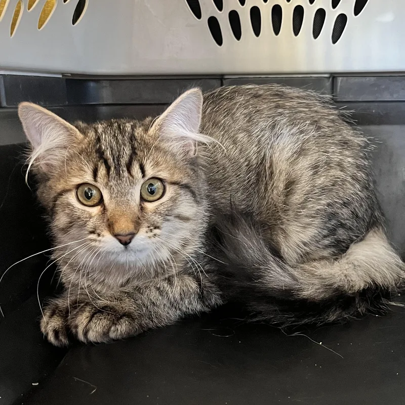 A baby medium-sized female Domestic Long Hair cat named Espresso for adoption in Santa Ana, CA