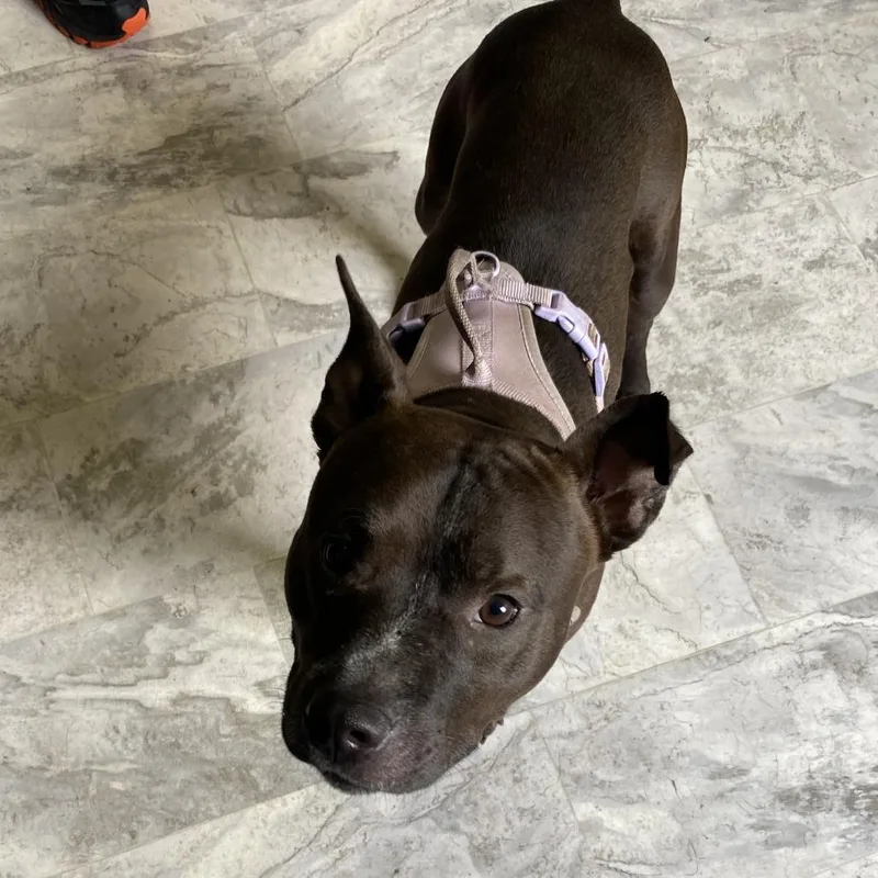 An adult medium-sized male Black Mixed Breed dog named Duke for adoption in Oak Hill, WV
