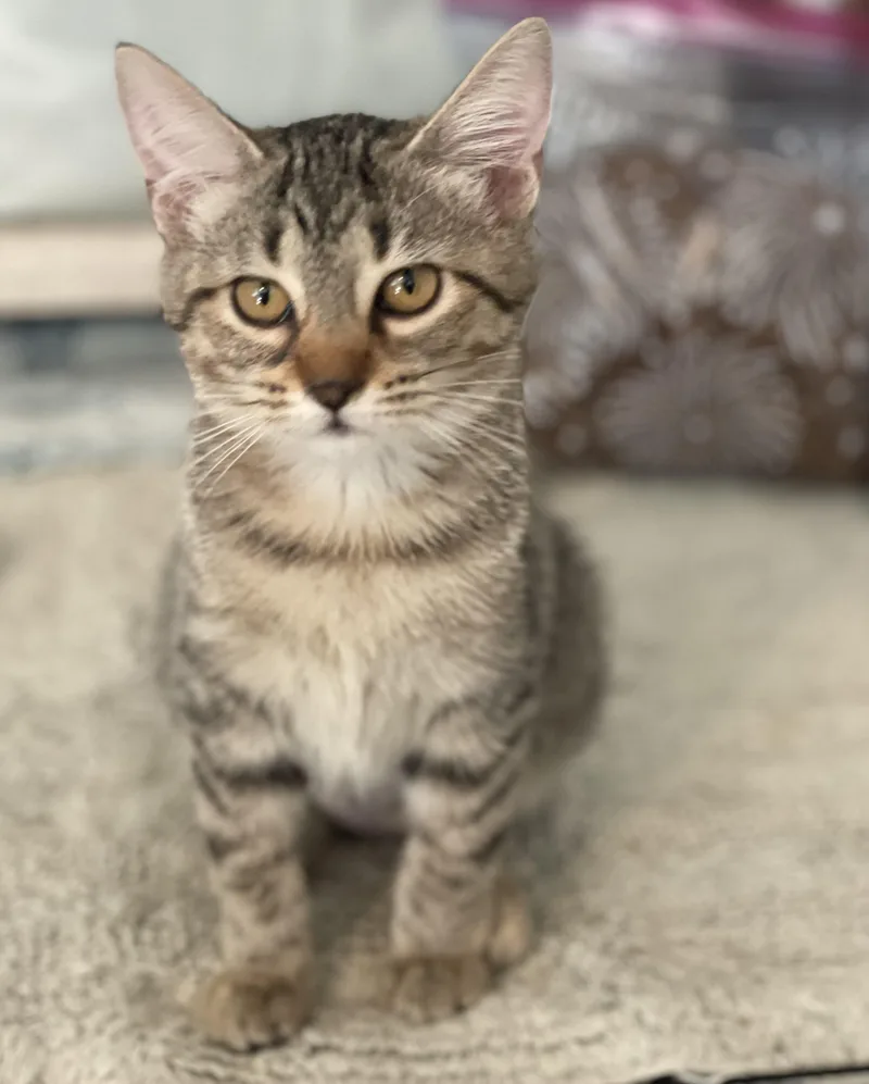 A baby medium-sized female Tabby cat named Rosie for adoption in Lacon, IL