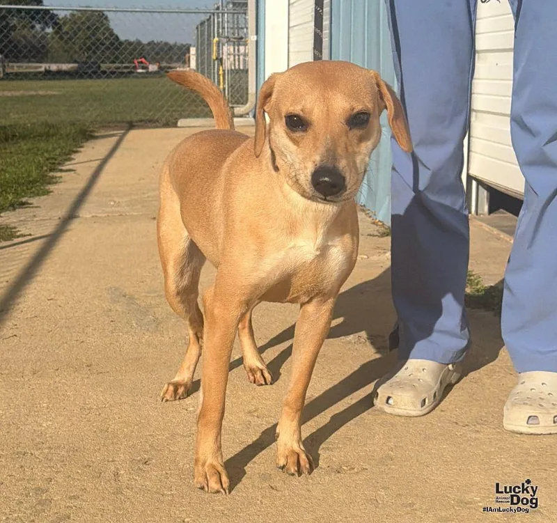 A young medium-sized female Labrador Retriever dog named Jemma for adoption in Washington, DC
