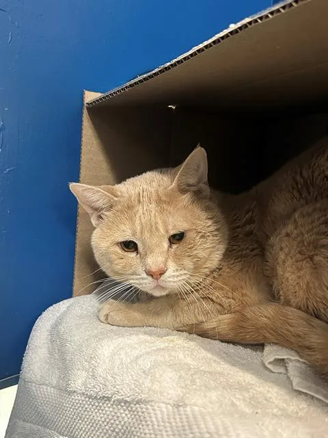 An adult medium-sized male Domestic Short Hair cat named Casper for adoption in Boston, MA