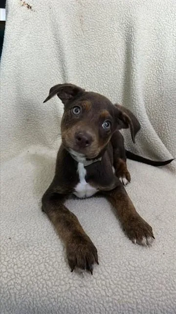 A baby medium-sized female Labrador Retriever dog named Six for adoption in Baldwin Park, CA