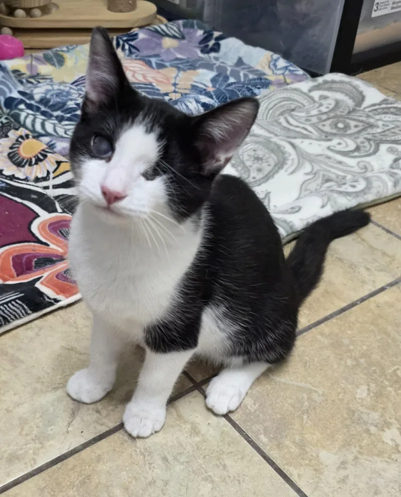 A young medium-sized male Black Domestic Short Hair cat named Cooper for adoption in Litchfield Park, AZ