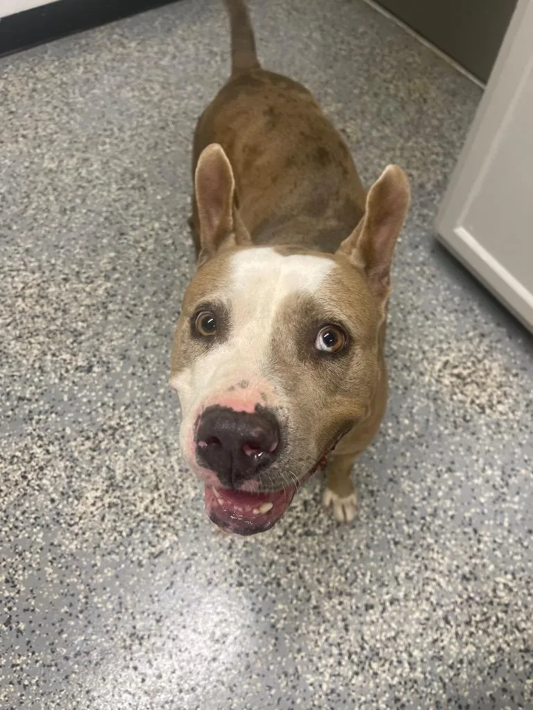 An adult medium-sized female Pit Bull Terrier dog named Stormy for adoption in Seven Points, TX