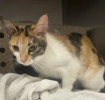 An adult medium-sized female Domestic Short Hair cat named Toots for adoption in Lafayette, IN