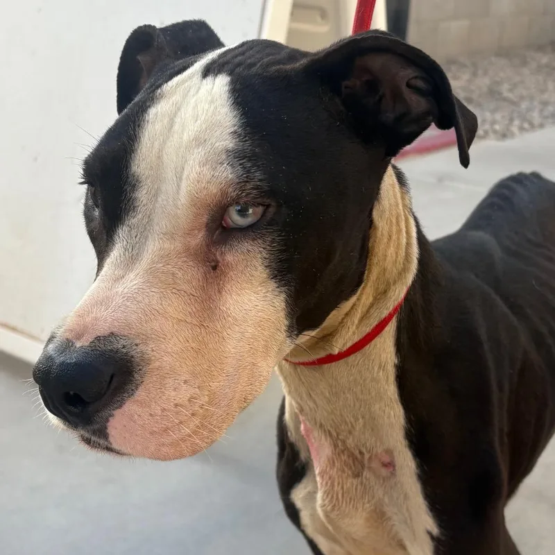 An adult medium-sized female Black Pit Bull Terrier dog named Baca Lola for adoption in Yuma, AZ