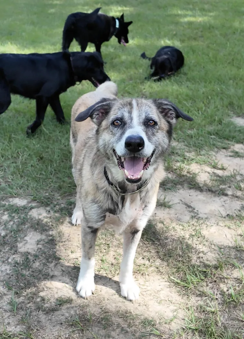 A senior medium-sized male Brindle Mixed Breed dog named Howie for adoption in BONIFAY, FL