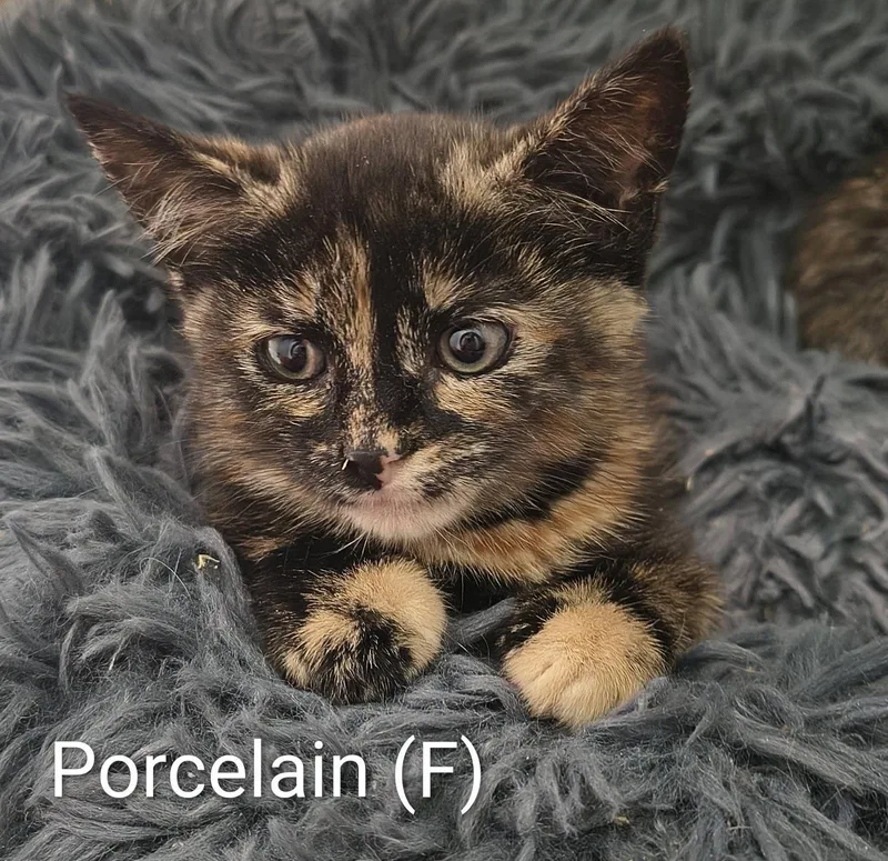 Porcelain thumbnail 2