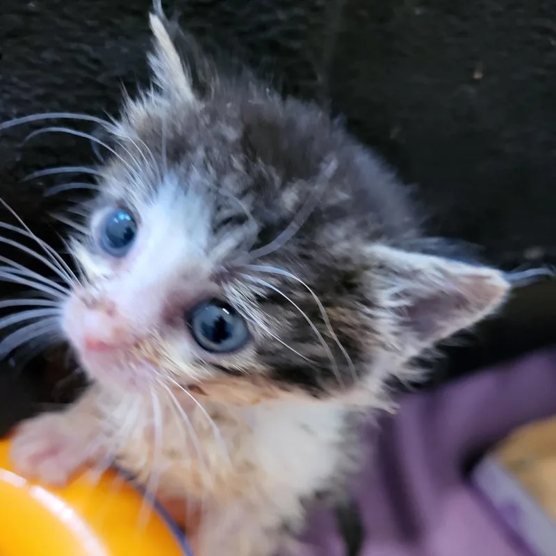 A baby small-sized female Brown / Chocolate Domestic Short Hair cat named Kitteridge for adoption in Kanab, UT