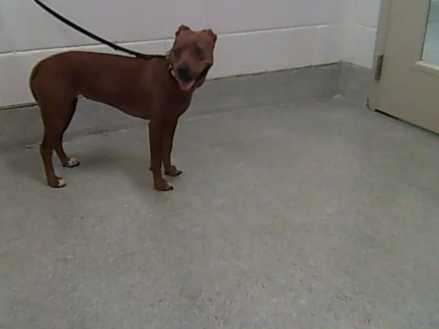 A young medium-sized female Labrador Retriever dog named China for adoption in Loveland, CO