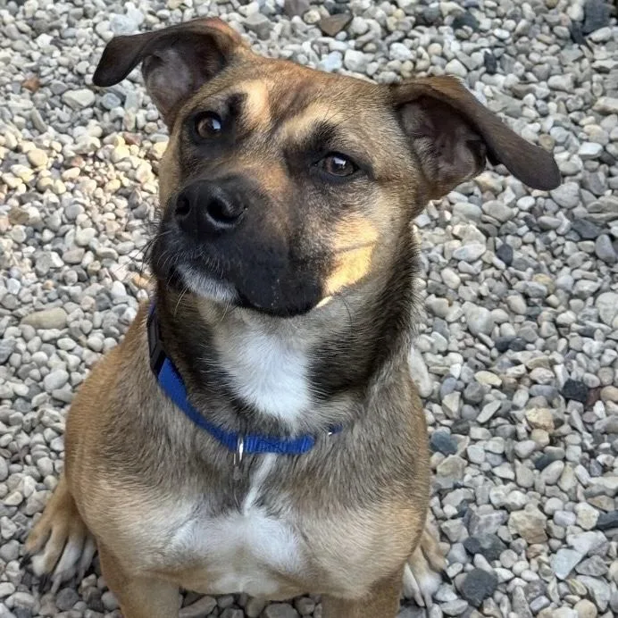 An adult small-sized female Yellow / Tan / Blond / Fawn Black Mouth Cur dog named Pixie for adoption in Libertyville, IL