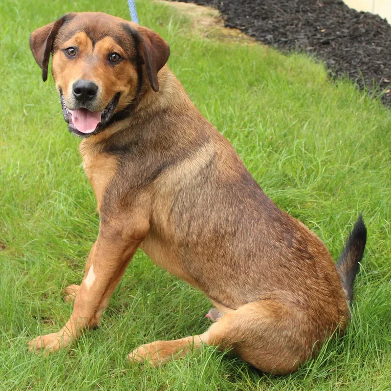 A young large-sized male Shepherd dog named Quazar for adoption in Eaton, OH