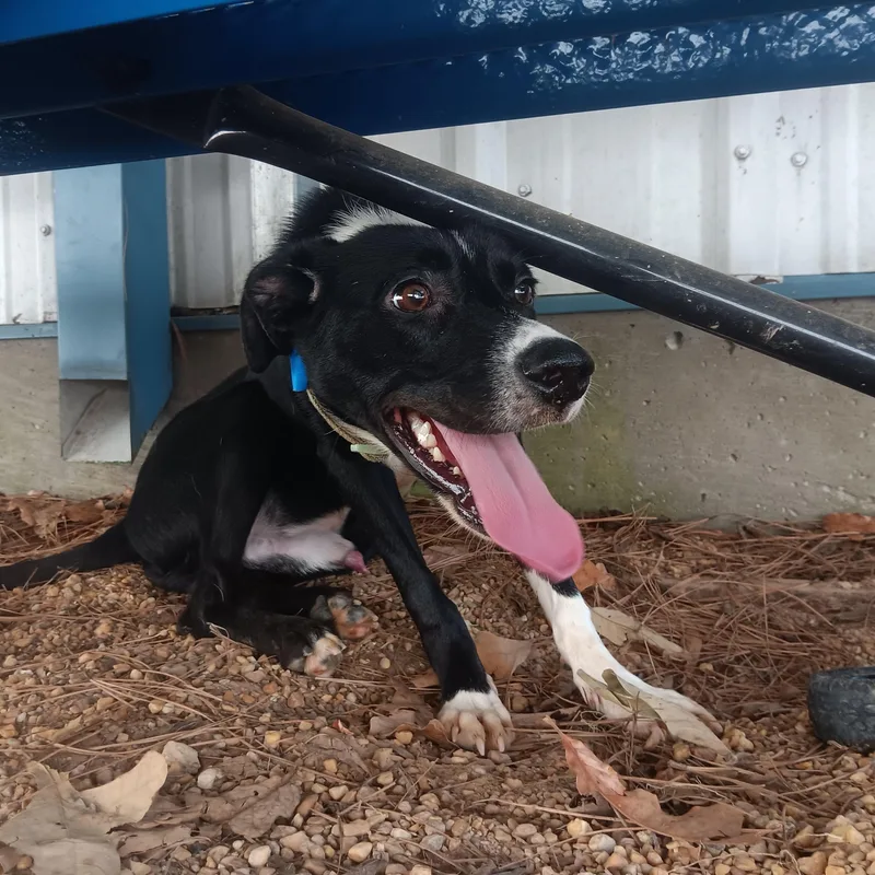 An adult medium-sized male Mixed Breed dog named Badger for adoption in North Little Rock, AR