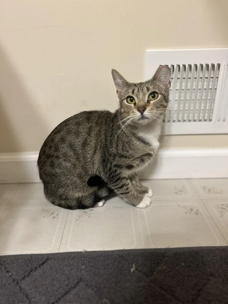 A baby medium-sized female Tabby (Brown / Chocolate) Domestic Short Hair cat named Marigold for adoption in Lemoyne, PA