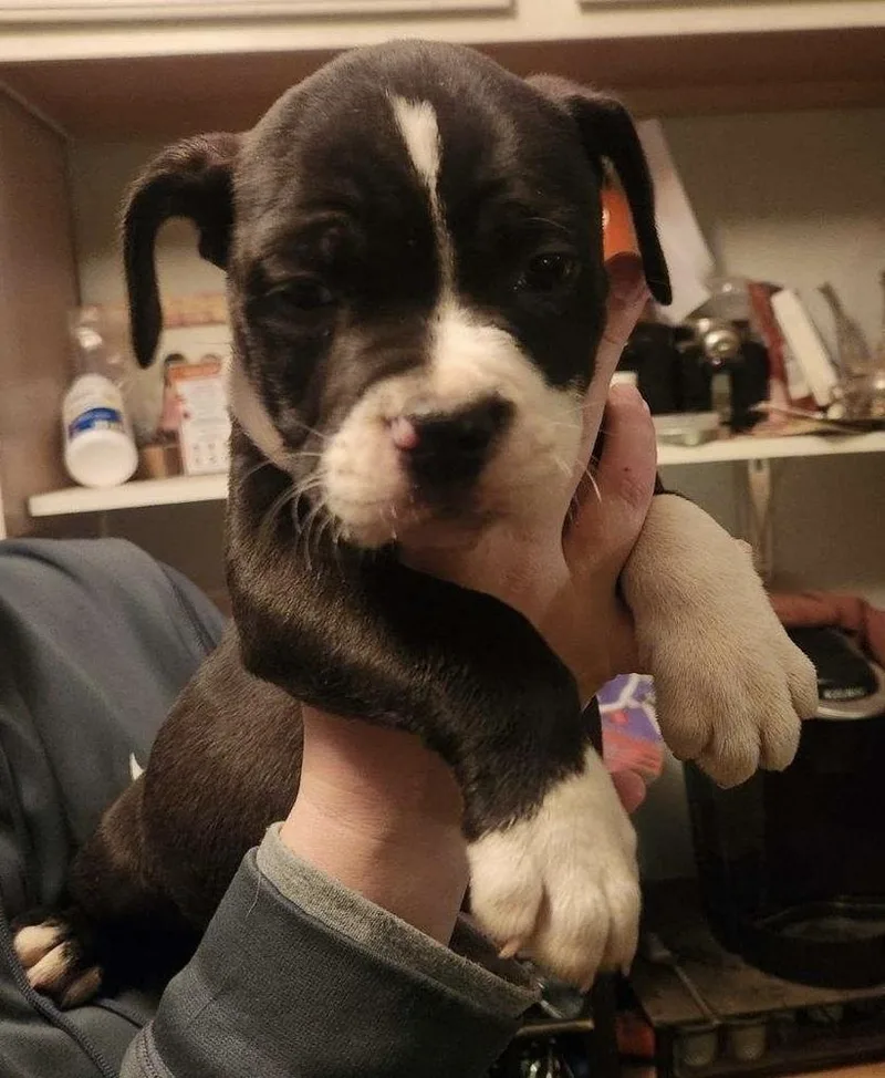 Kelseys Crew : Gemini thumbnail 2