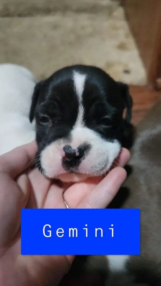 Kelseys Crew : Gemini thumbnail 4