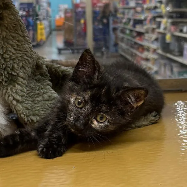 A young small-sized female Tortoiseshell Domestic Short Hair cat named Nina for adoption in Los Angeles, CA