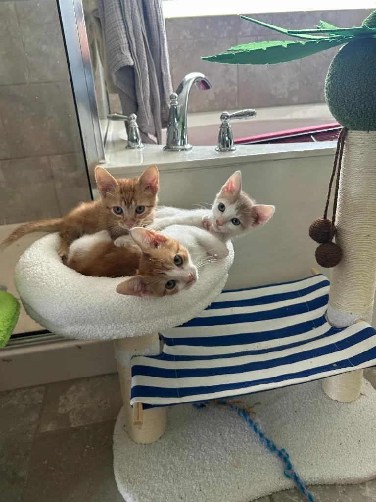 A baby small-sized male Domestic Short Hair cat named Basil for adoption in Lewisville, TX
