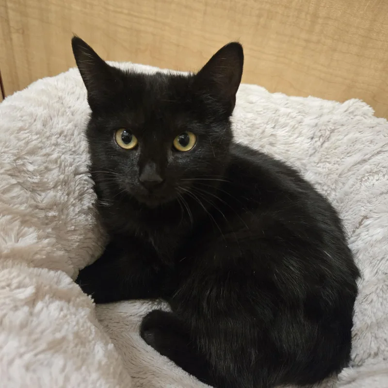 A baby small-sized female Black Domestic Short Hair cat named Raven for adoption in Worcester, MA
