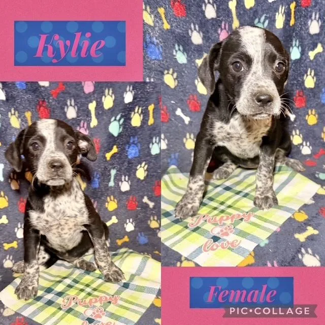 A baby medium-sized female Australian Cattle Dog / Blue Heeler dog named Kylie for adoption in Manchester, CT