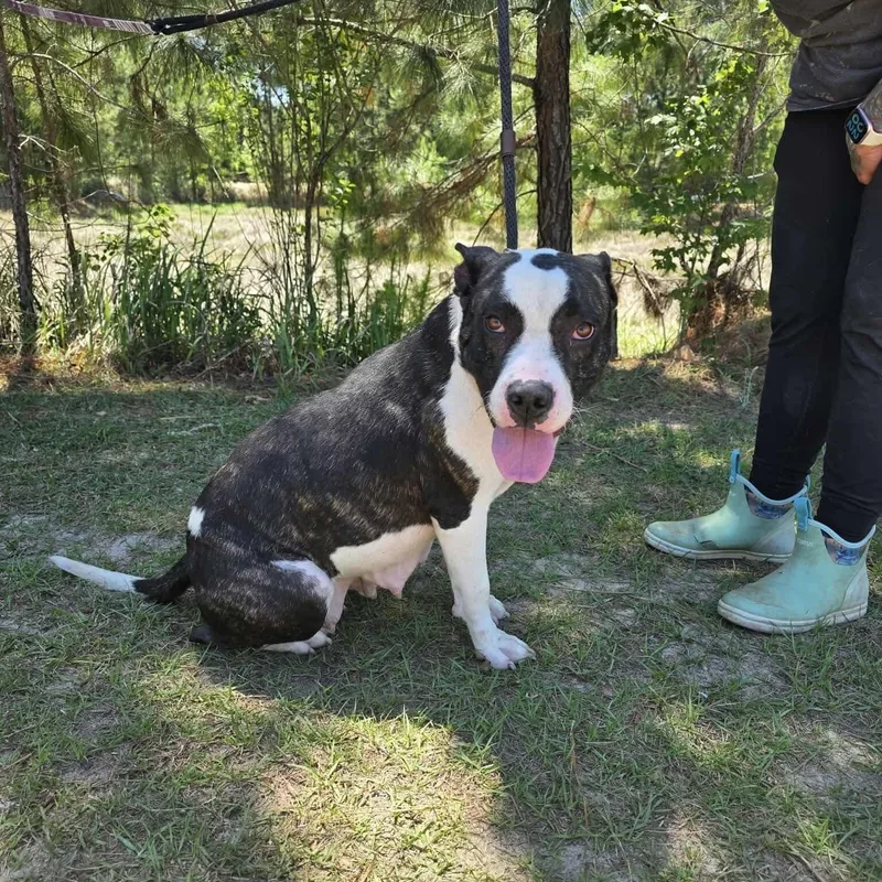 An adult medium-sized female Black Boxer dog named Sasha for adoption in Foley, AL