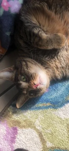 Staley! Declaw thumbnail 2