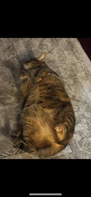 Staley! Declaw thumbnail 3