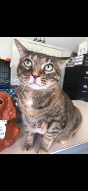 Staley! Declaw thumbnail 4