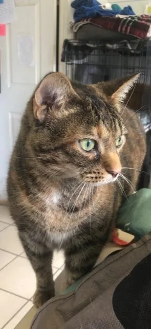 Staley! Declaw thumbnail 5