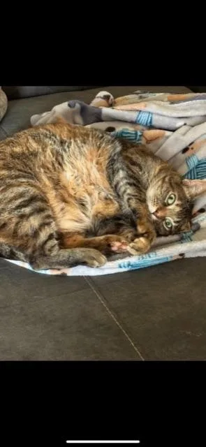 Staley! Declaw thumbnail 6