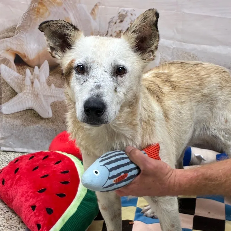 An adult medium-sized female Red / Chestnut / Orange Cattle Dog dog named Birkenstock for adoption in Brownsboro, AL