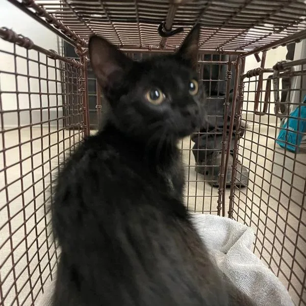 A baby small-sized female Domestic Short Hair cat named Rihanna for adoption in Des Moines, IA