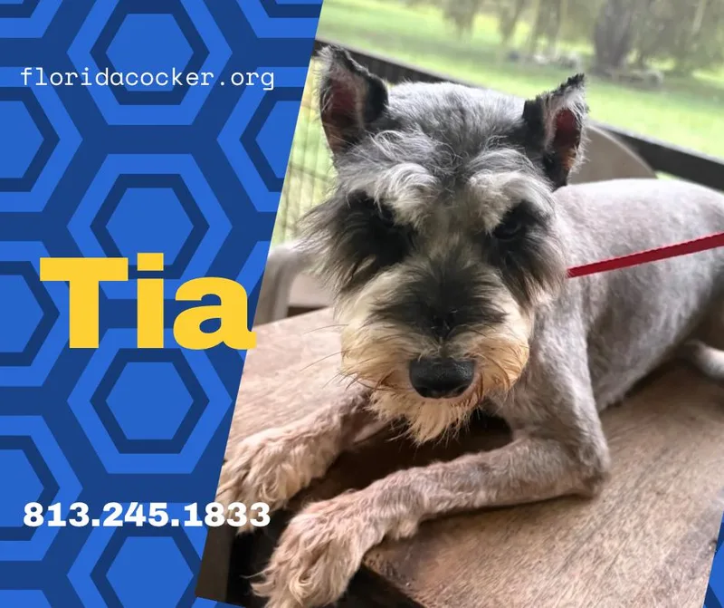 An adult small-sized female Miniature Schnauzer dog named Tia for adoption in Land O Lakes, FL