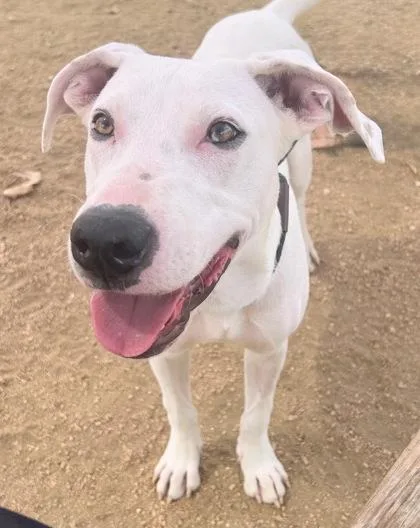 A young medium-sized male White / Cream Mixed Breed dog named River for adoption in Georgetown, TX