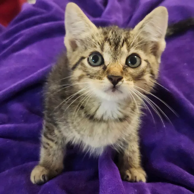 A baby small-sized male Brown / Chocolate Domestic Short Hair cat named Jesse JollyAR for adoption in Tallahassee, FL