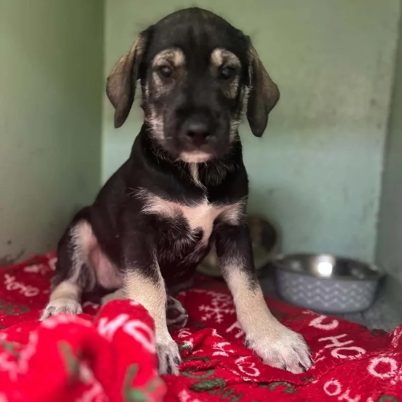 A baby small-sized male Black Standard Schnauzer dog named Schmidt for adoption in Tyler, TX