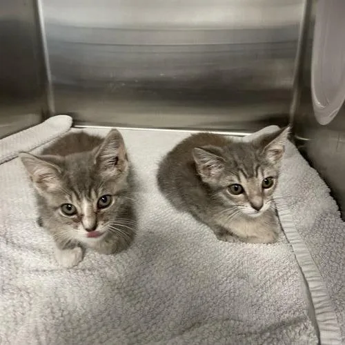 A baby small-sized female Gray / Blue / Silver Domestic Short Hair cat named Yzma for adoption in Georgetown, KY