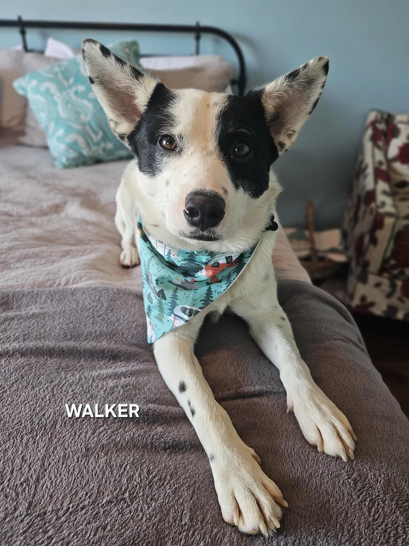 An adult medium-sized male White / Cream Australian Cattle Dog / Blue Heeler dog named Walker for adoption in Luttrell, TN