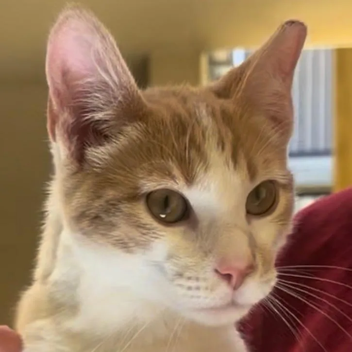 A young medium-sized male Orange & White Domestic Short Hair cat named Sunny for adoption in Santa Ana, CA